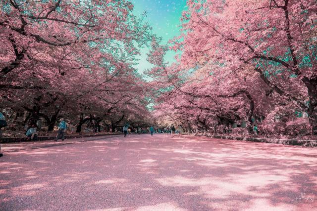 Fotografie z fotogalerie ubytování プチホテル　コスモス v Tokiu