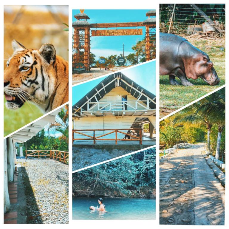 uma colagem de fotos com tigres e uma pessoa na água em Posada Campestre en Doradal em Puerto Triunfo