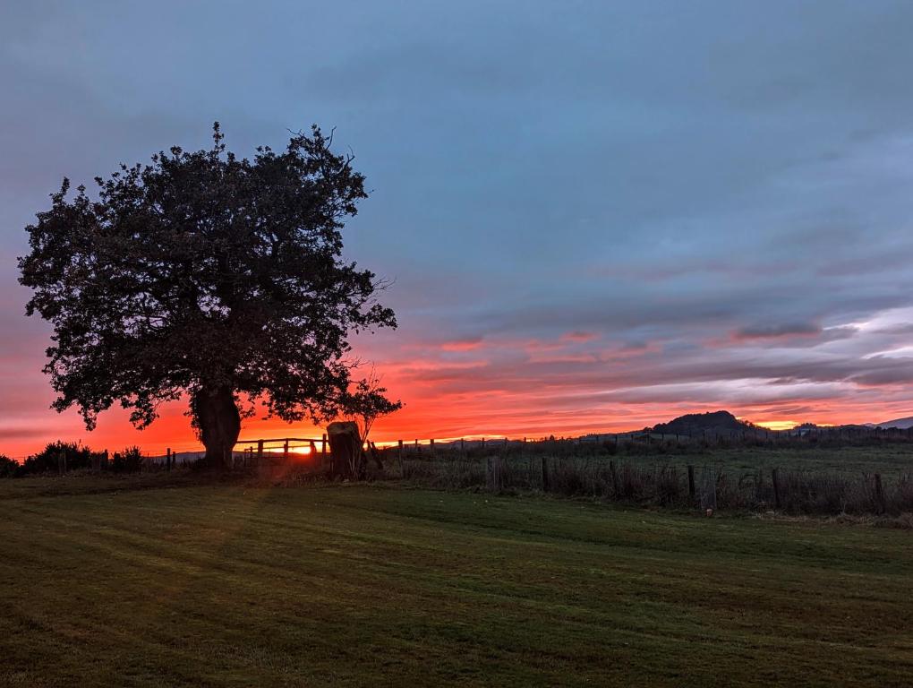 a tree in a field with a sunset in the background at FINN VILLAGE – Loch Lomond Luxury Lodges with All Year-Round Hot Tubs and Gazebos in Glasgow