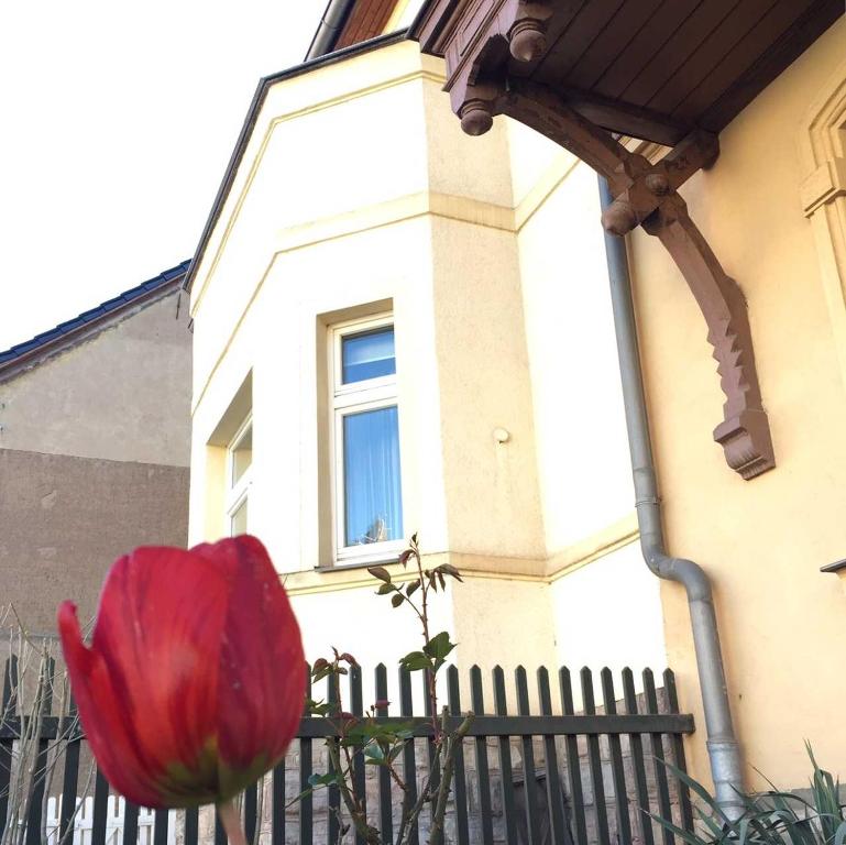 a red flower in front of a fence with a window at Gästehaus Pacia & Ritter in Sangerhausen