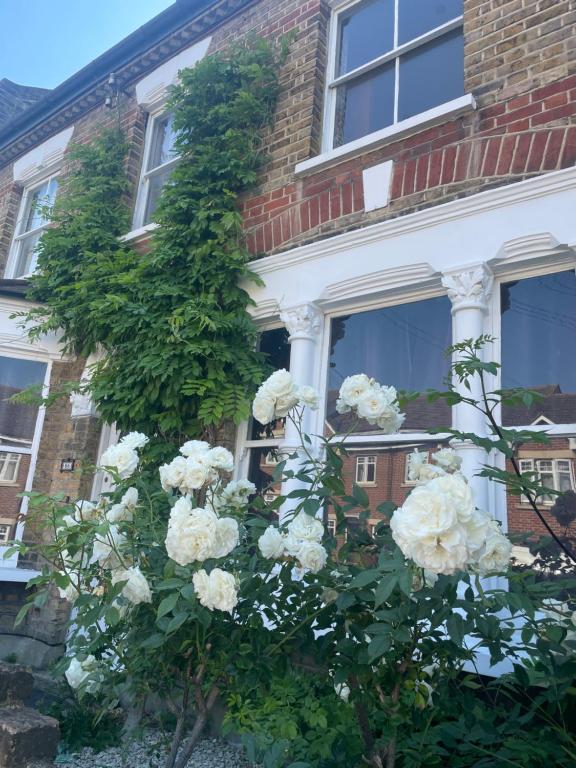 a bush of white roses in front of a building at Beautiful Traditional English 4 bedroom home in Greenwich in Plumstead