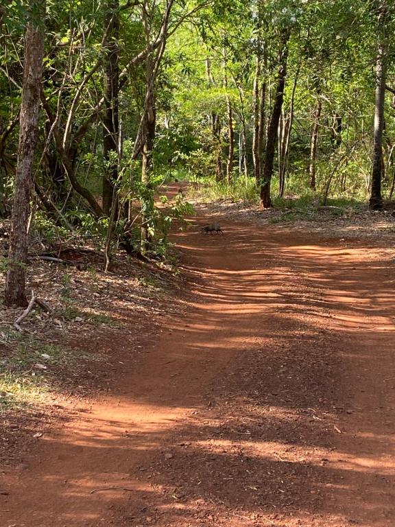 uma estrada de terra no meio de uma floresta em Hospedagem junto à natureza em Dourados