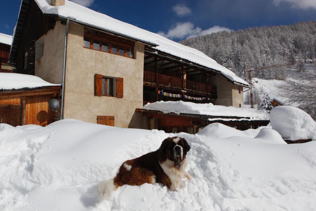 einem Hund, der im Schnee vor einem Haus liegt in der Unterkunft Le Chalet Viso Auberge gite in Arvieux