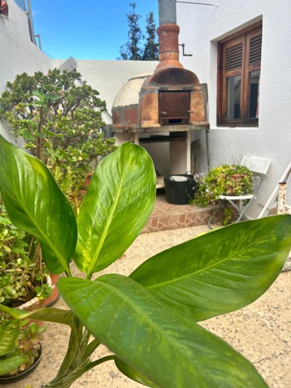 duża zielona roślina przed piecem do pizzy w obiekcie Casa Rural Teresita Entera Tranquila Llena de Bienestar w mieście Güimar
