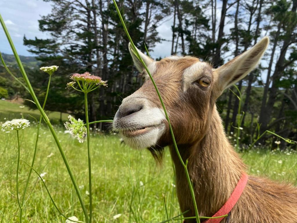 una cabra está parada en un campo de hierba en Pukeatua Farmstay, en Waimauku