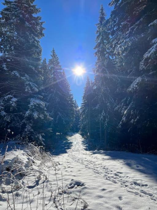 Photo de la galerie de l'établissement Chamrousse, pied d'une piste, terrasse vue sapins, à Chamrousse