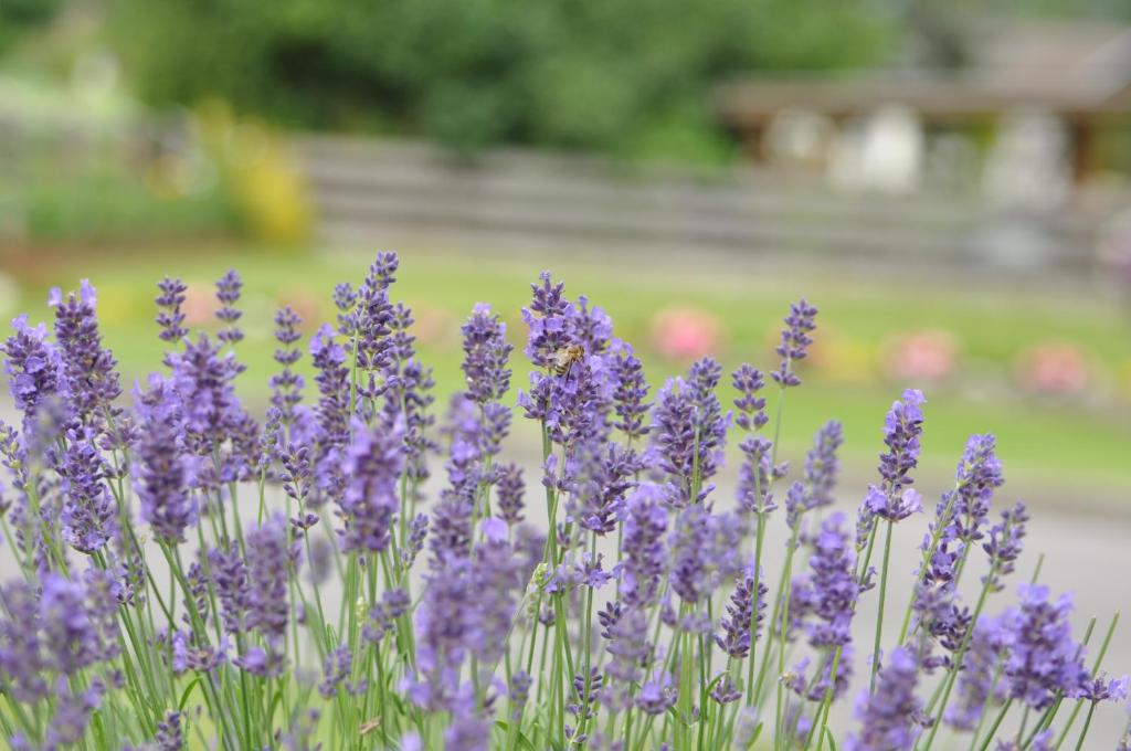 a bunch of purple lavender flowers in a field at Apartment Lacklhof in Großkirchheim