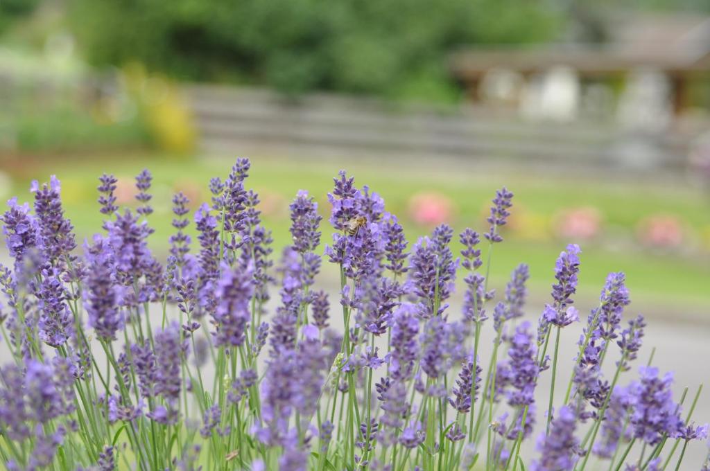 Un gruppo di fiori di lavanda viola in un campo di Apartment Lacklhof a Grosskirchheim