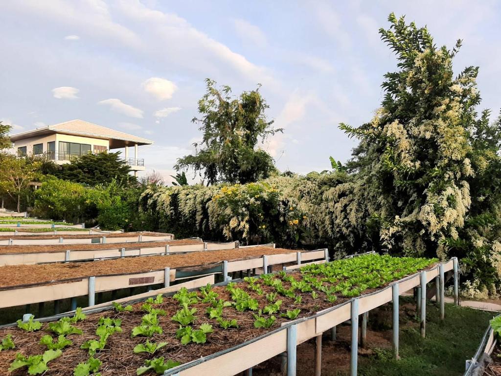 Zahrada ubytování Niramitsook Farm Stay Khao Yai บ้านไร่นิรามิสสุข ฟาร์มสเตย์ ปากช่อง เขาใหญ่