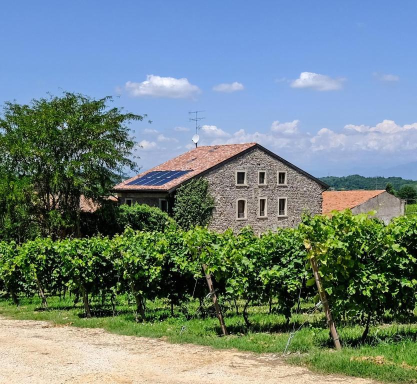 ヴァレッジョ・スル・ミンチョにあるSeiterre Agriturismo Tenuta San Leoneのブドウの木がたくさんある農家