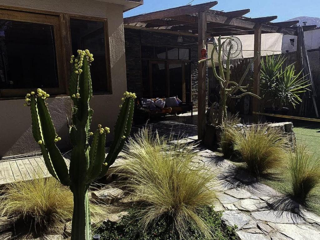 a cactus in a yard next to a house at Hostal Villa Italo in Copiapó