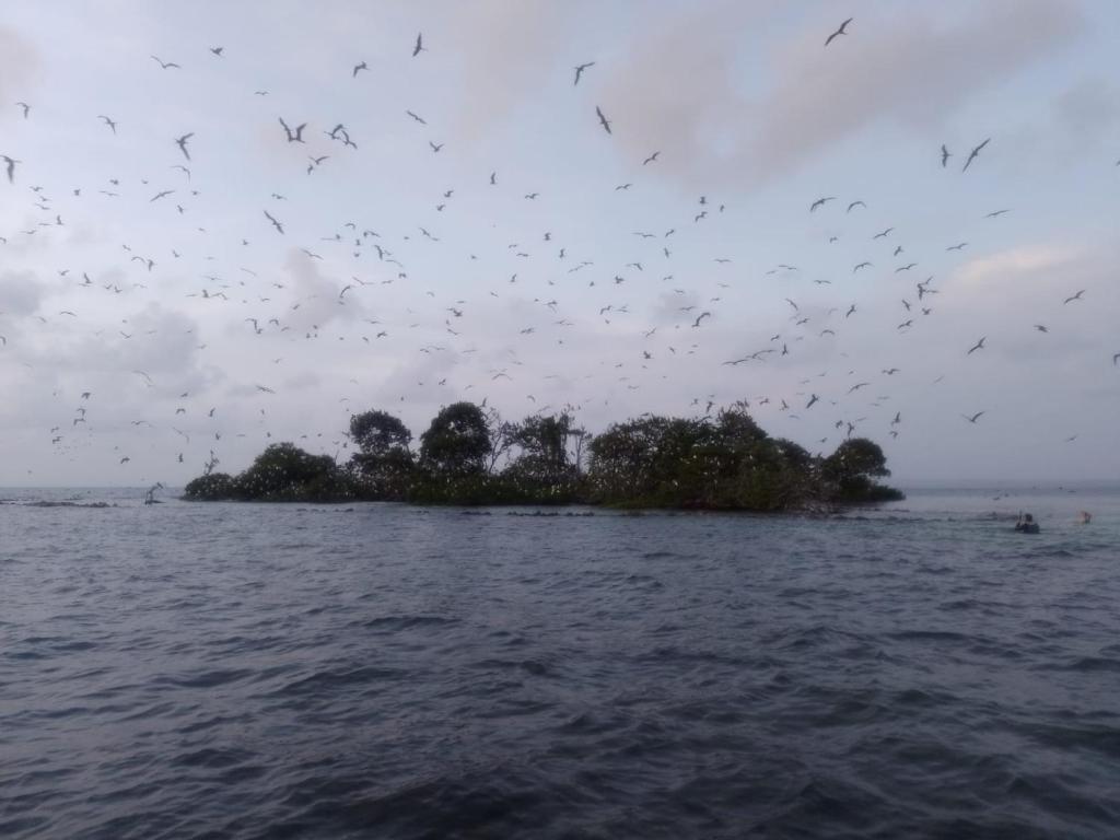 una manada de aves volando sobre una pequeña isla en el agua en Bugamvil Hotel, en Rincón