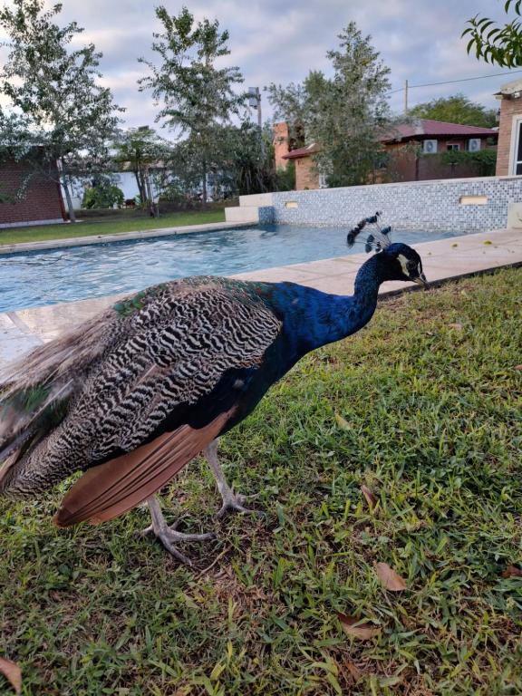 a peacock standing in the grass next to a pool at finca granja la soñadita in Santiago del Estero