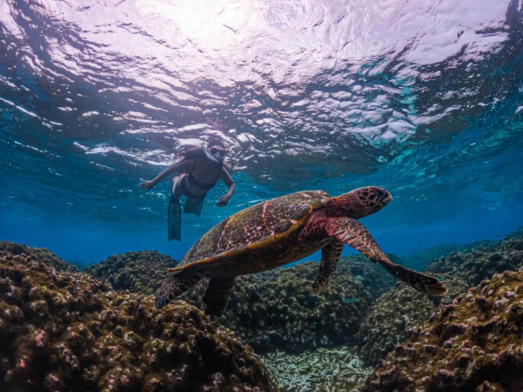 Blue Water Thoddoo Inn - 13