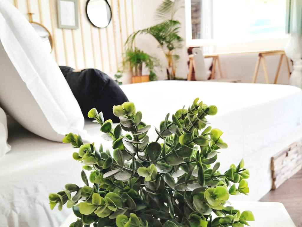 a plant on a table next to a bed at The Secret Motel 5 Salazie à 15 min d'Hell bourg in Salazie