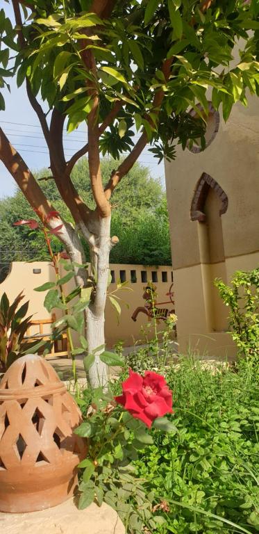 Zahrada ubytování Luxor Villa Hatshepsut
