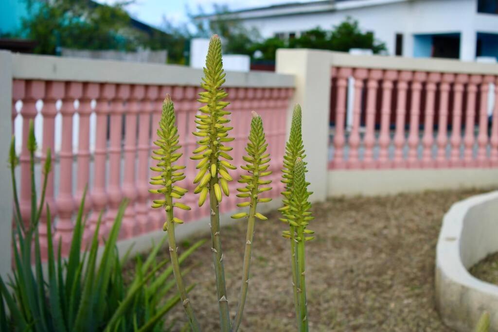Zahrada ubytování Villa Yolisa