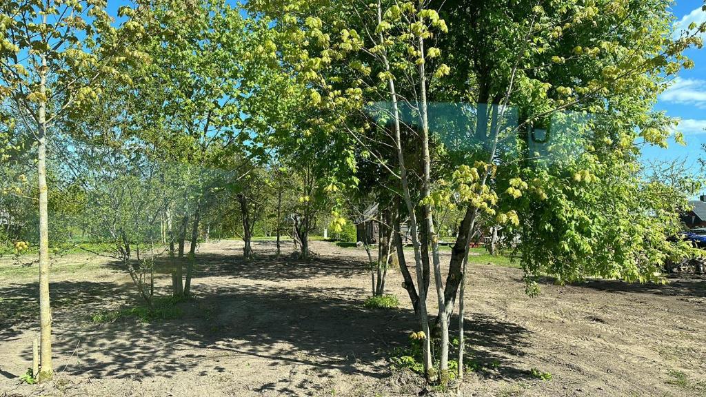 Šimtametis namelis في أنيكشيالي: مجموعة اشجار في الميدان