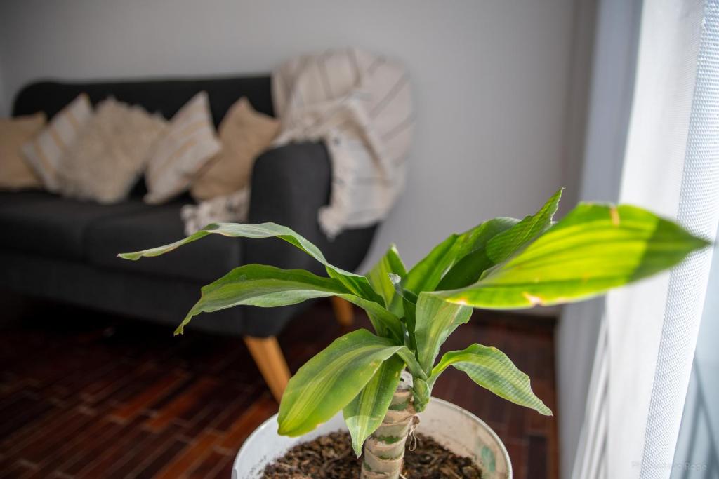 Del Río Bienes Raíces San Lorenzo 7