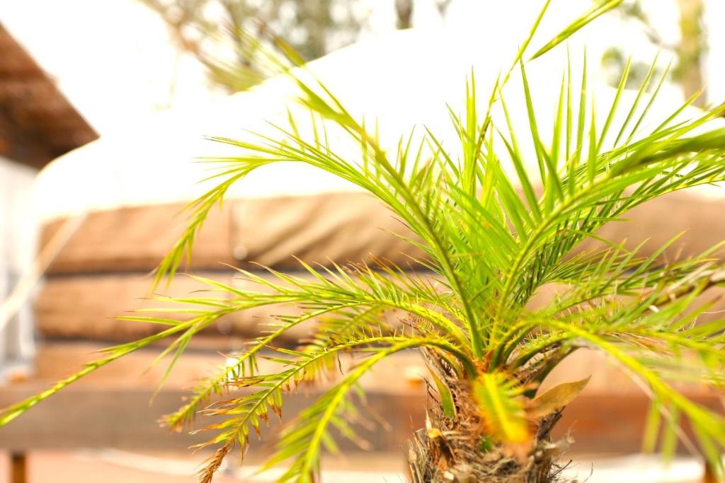 una piccola pianta verde seduta sopra un tavolo di Glamping nijo in Itoshima - Vacation STAY 71943v a Itoshima