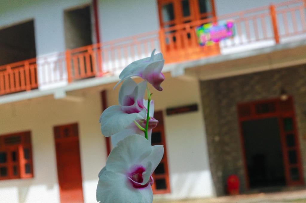 due fiori viola di fronte a un edificio di Yino Villa Midigama a Midigama East