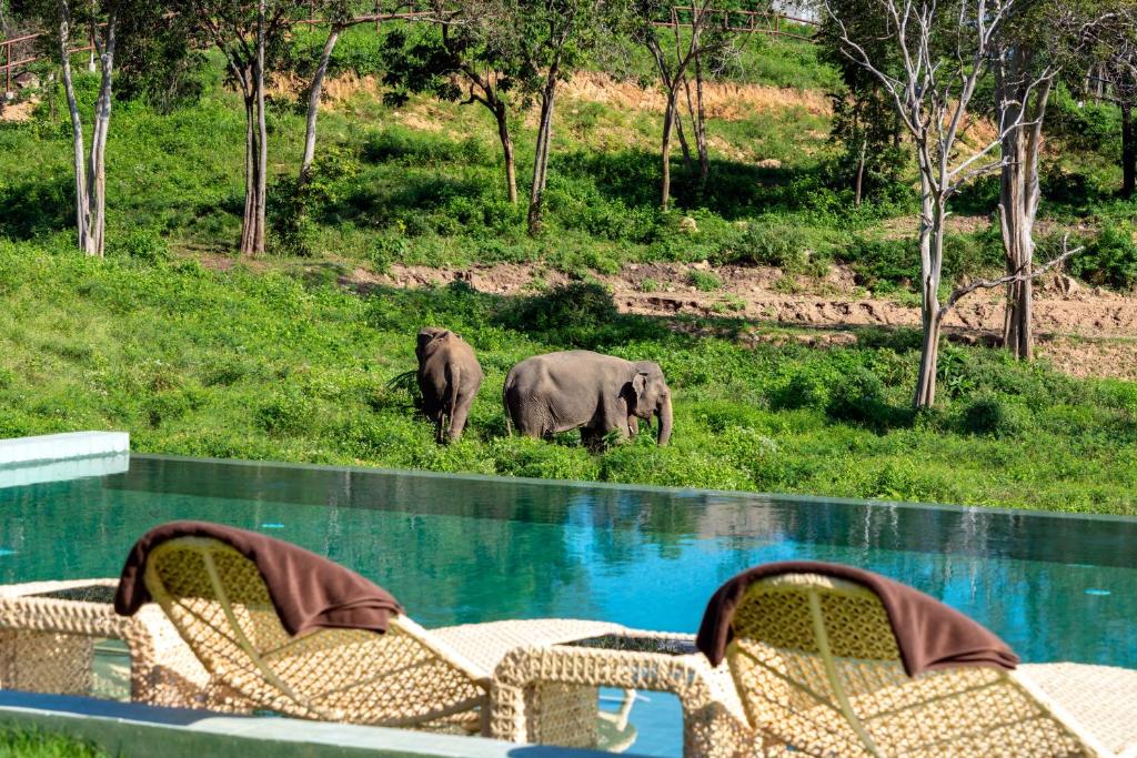 two elephants walking in the grass next to a swimming pool at Wild Cottages Elephant Sanctuary Resort in Amphoe Koksamui