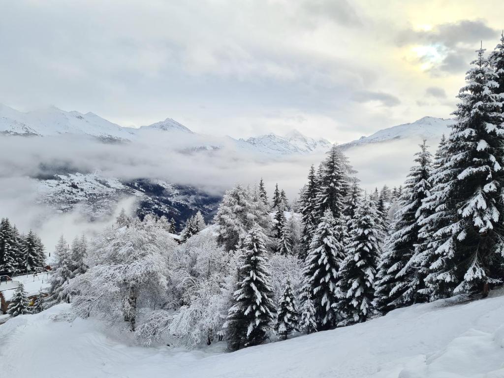 einen schneebedeckten Wald mit schneebedeckten Bäumen und Bergen in der Unterkunft Auberge de l'Ours in Les Collons