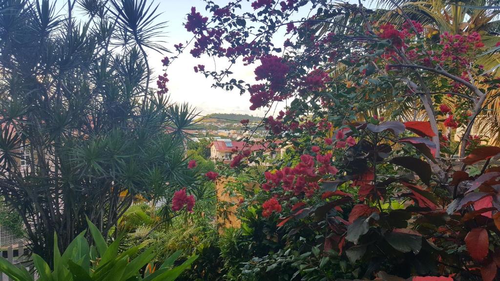 Zahrada ubytování Appartement Papay dans Villa Fleurs des Iles