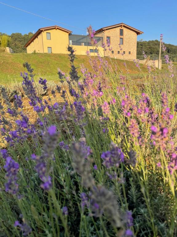 a field of purple flowers with houses in the background at Agriturismo Al Mancino in Lonato