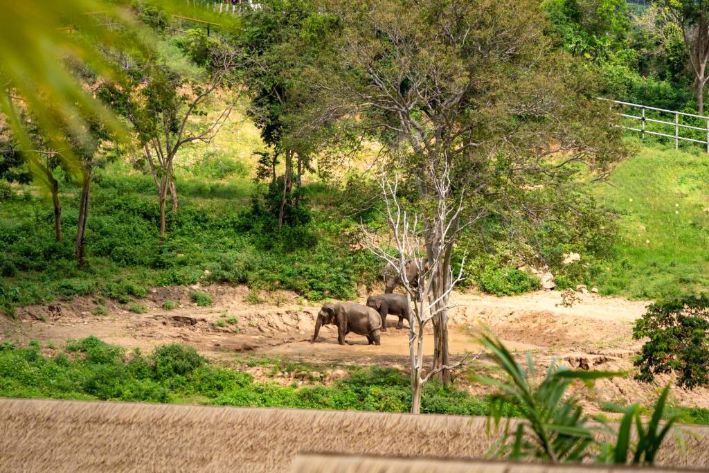 Wild Cottages Elephant Sanctuary Resort - 19
