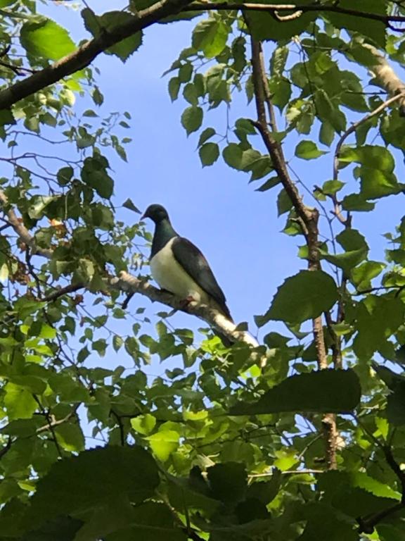 Kereru Cottage - Resim 17