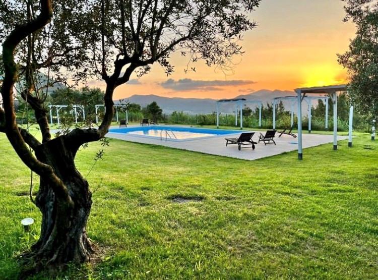 a tree in a grass field with a pool at Casa vacanze Locus Amoenus in Sant'Agata de' Goti