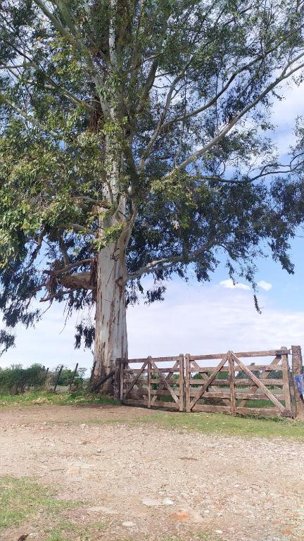 a large tree behind a wooden fence at La Quinta de LOS ABU in Ramallo