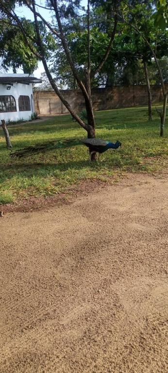 una panchina da parco seduta accanto a un albero di Katembe beach view a Maputo