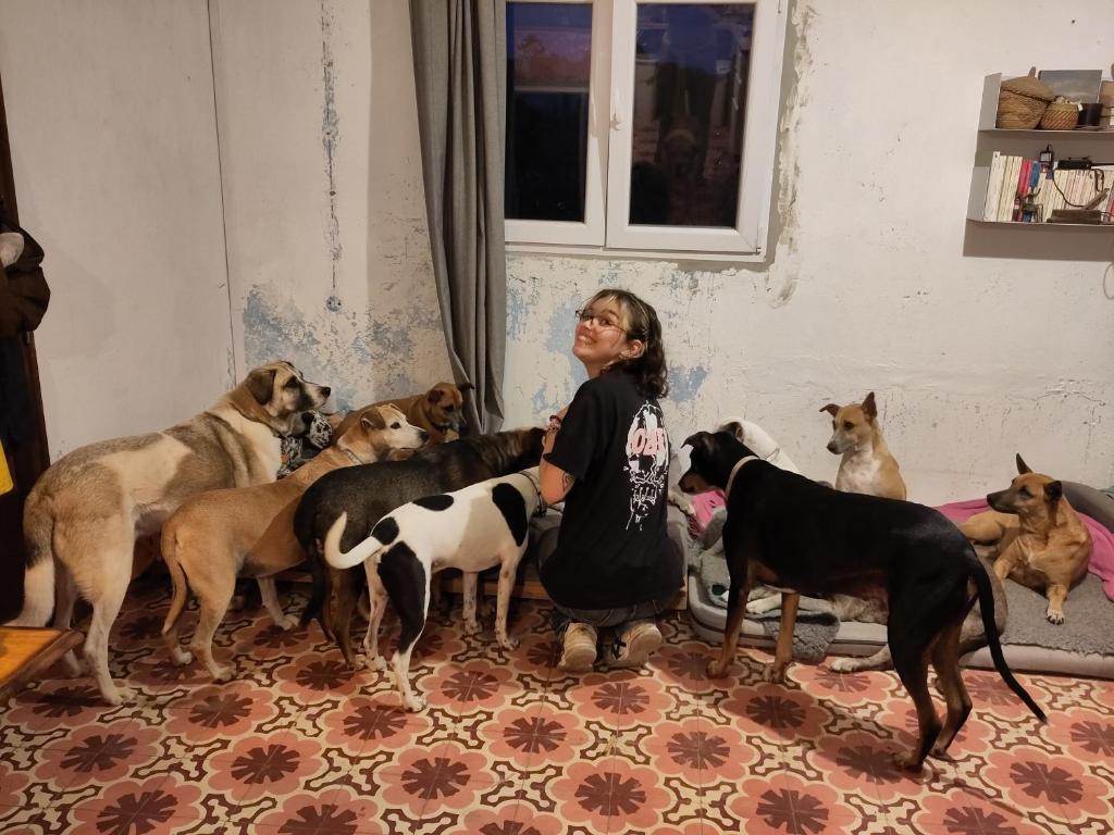 Domácí mazlíčci ubytovaní s hosty v ubytování Cosy nest in animal rescue Monte dos Vagabundos