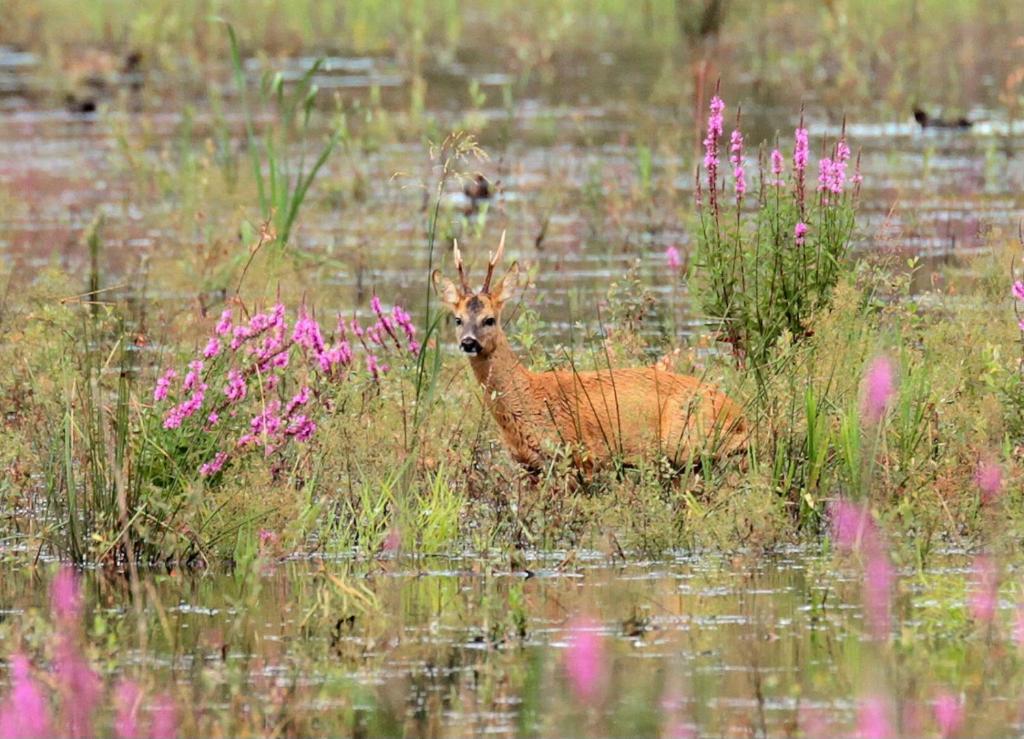 an antelope standing in the water in a field at LE CAMELIA in Saint-Viâtre