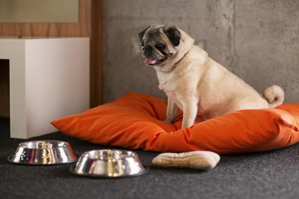 Hôtel Alt Montréal - Resim 25