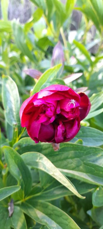 Alojamiento con desayuno, camping los ñires