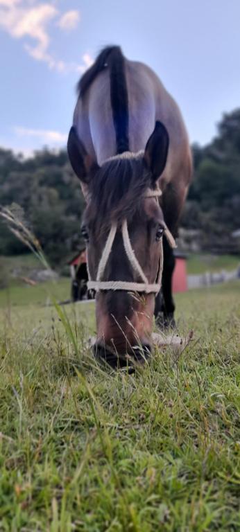 Alojamiento con desayuno, camping los ñires