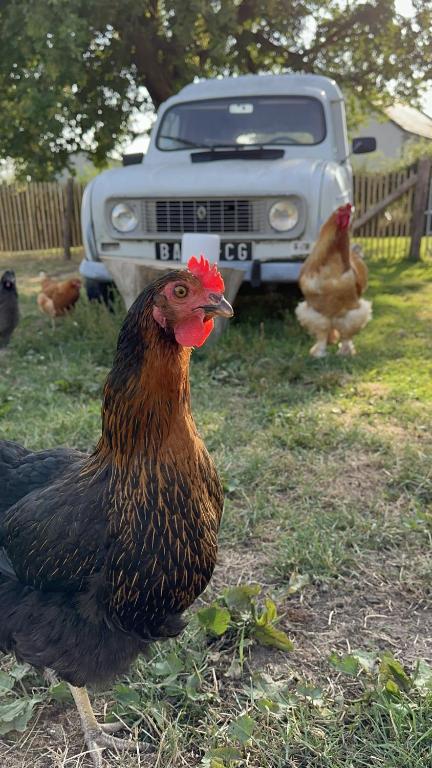 a group of chickens standing in front of a truck at Gite du Moulin in Saint-Laurent-dʼAndenay