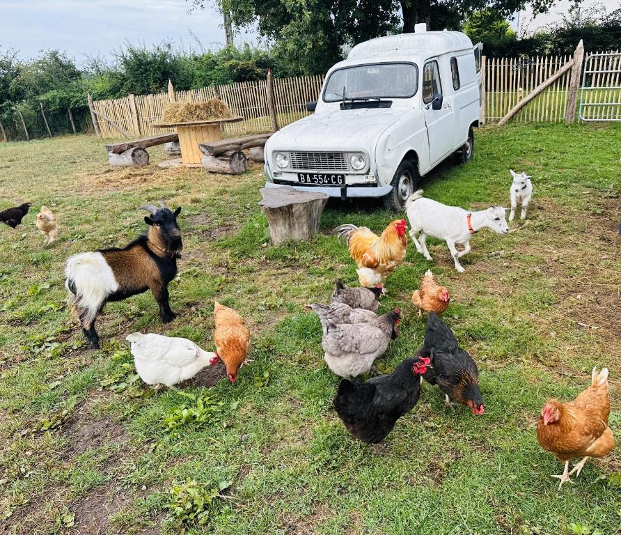 a group of chickens and chickens in a field with a van at Gite du Moulin in Saint-Laurent-dʼAndenay