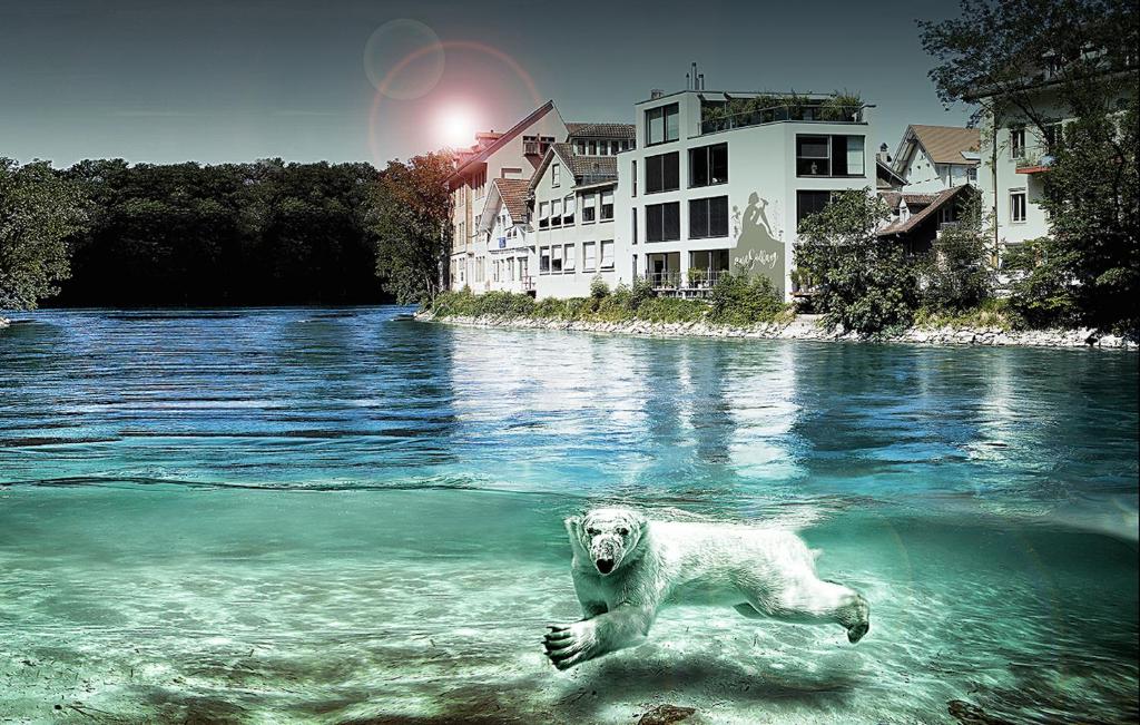 a polar bear swimming in a body of water at AareSüdhang Loft Bern - Yacht feeling in Bern