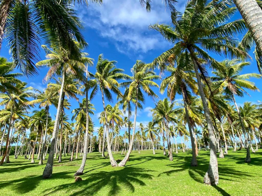 a group of palm trees on a grass field at Bungalow Purotu in Parea