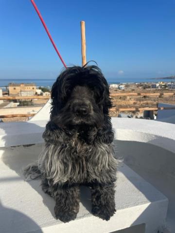 un petit chien noir assis sur une corne dans l'établissement La Maison des Vagues, à Sidi Kaouki