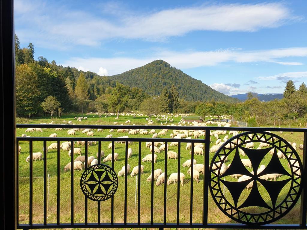 a herd of sheep in a field behind a fence at Korona Pienin Domki & Apartamenty in Szczawnica