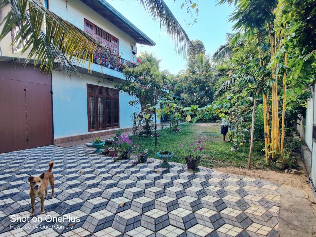 a dog standing in front of a house at Naturus Villa Thalpitiya in Panadura