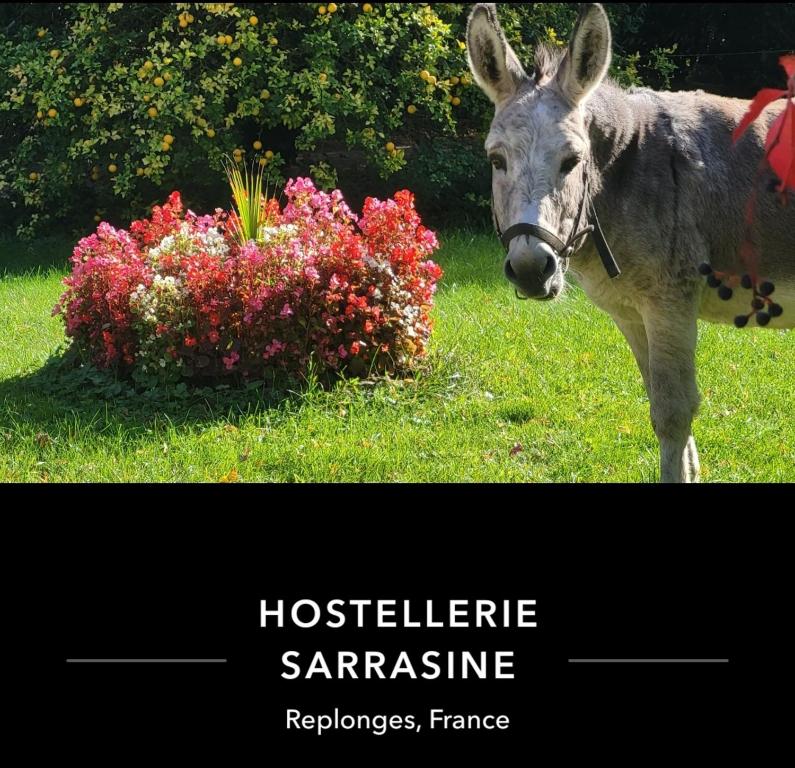 Zvířata v hotelu nebo okolí