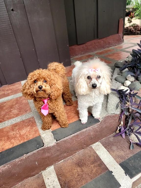 Alajuela City – Photos 4