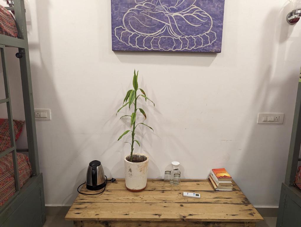 a potted plant sitting on a wooden table in a room at Hippie Paws in Mandrem