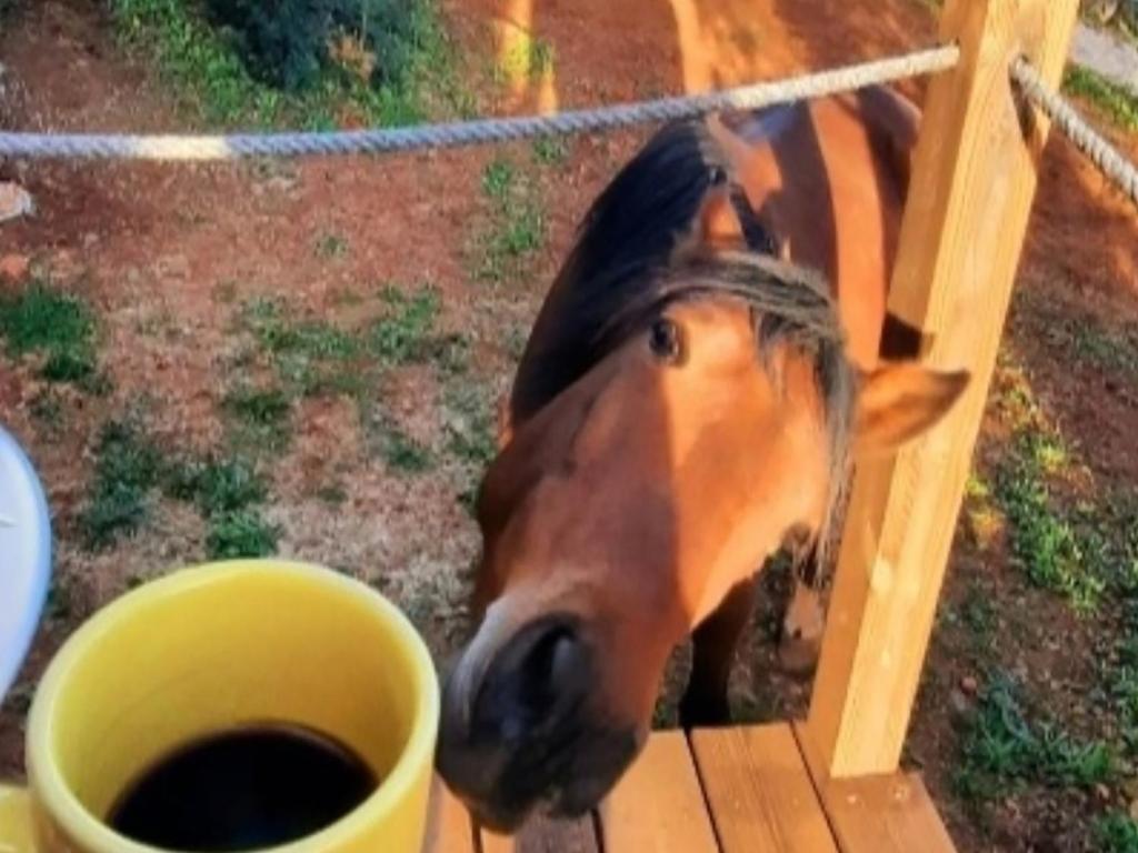 un caballo sacando su cabeza de una taza en Tiny House Loule Algarve, en Loulé